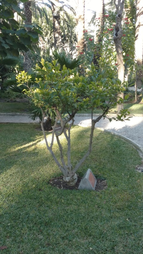 Picture of Gardenia jasminoides  Bunga China Cape Jasmine