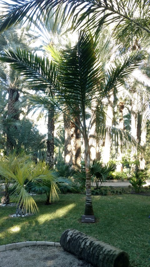 Picture of Syagrus amara  Little Coco/Coco pequeo