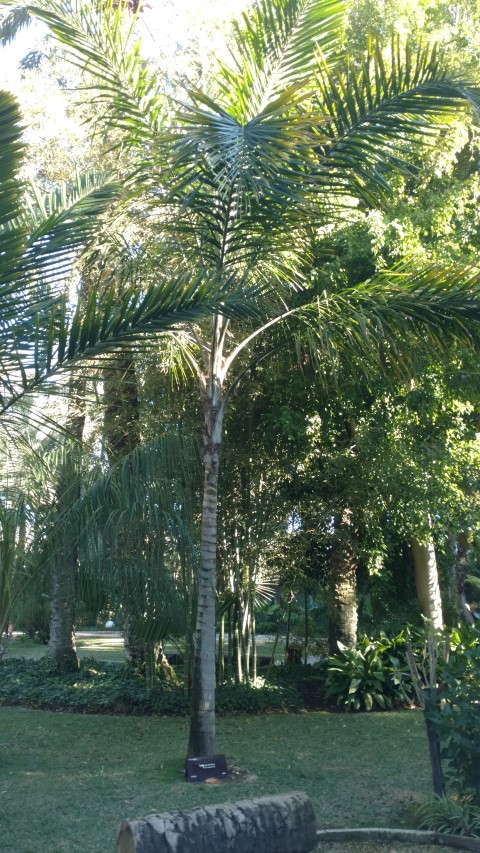 Picture of Syagrus amara  Little Coco/Coco pequeo