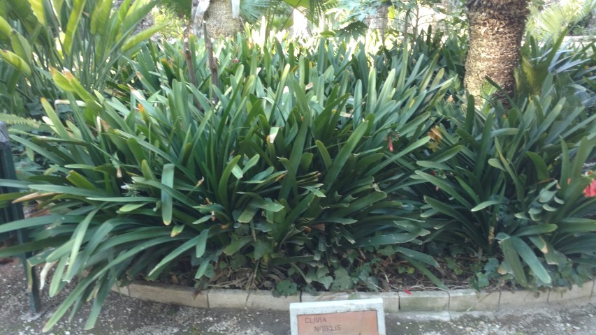 Picture of Clivia nobilis  