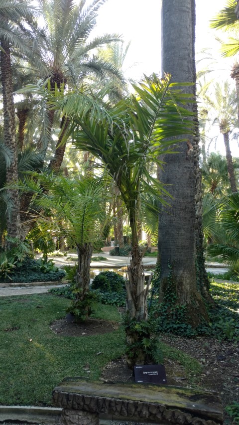 Picture of Syagrus coronata  