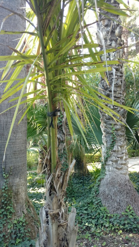 Picture of Syagrus coronata  