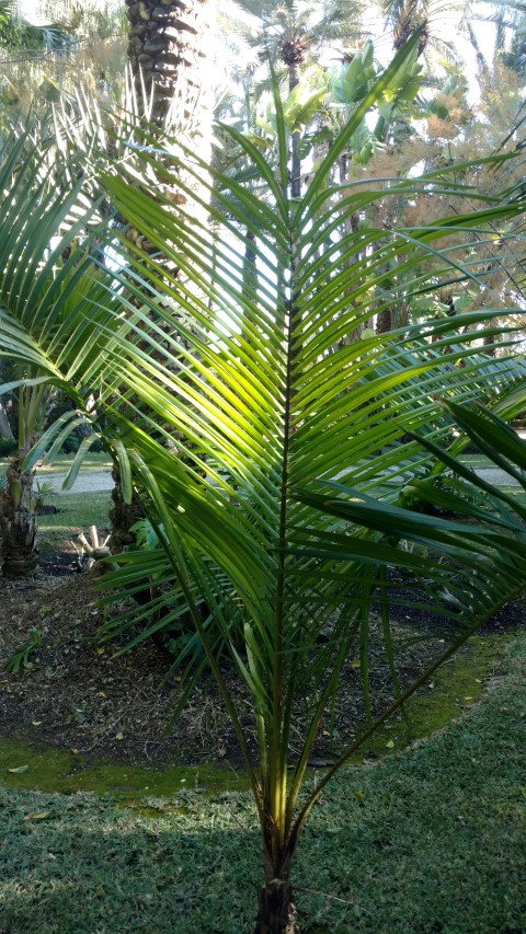 Picture of Syagrus schizophylla  Ouricuri Palm