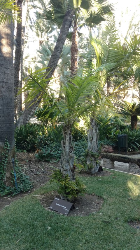 Picture of Syagrus coronata  