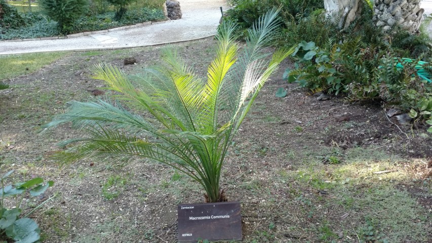 Picture of Macrozamia communis  