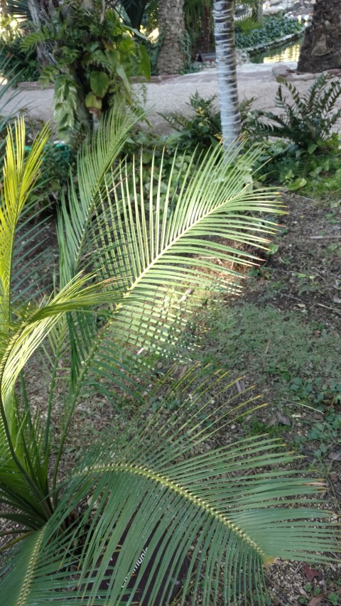 Picture of Macrozamia communis  