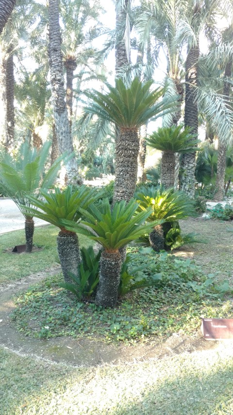 Picture of Cycas revoluta  King Sago Palm