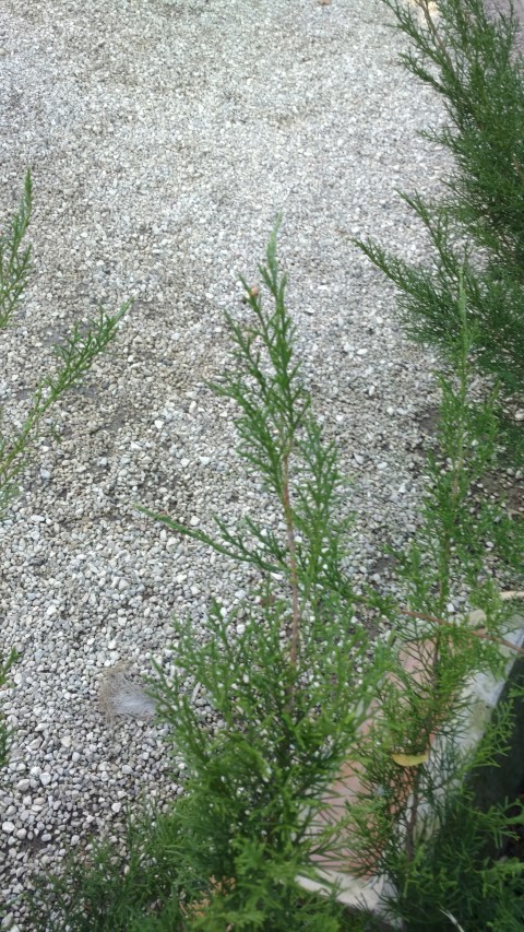 Picture of Juniperus chinensis  Chinese juniper