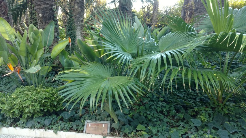 Picture of Strelitzia reginae  