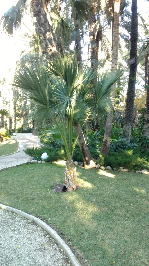 Picture of Sabal princeps  