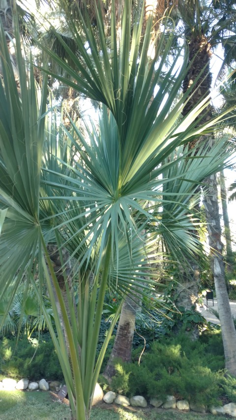 Picture of Sabal princeps  