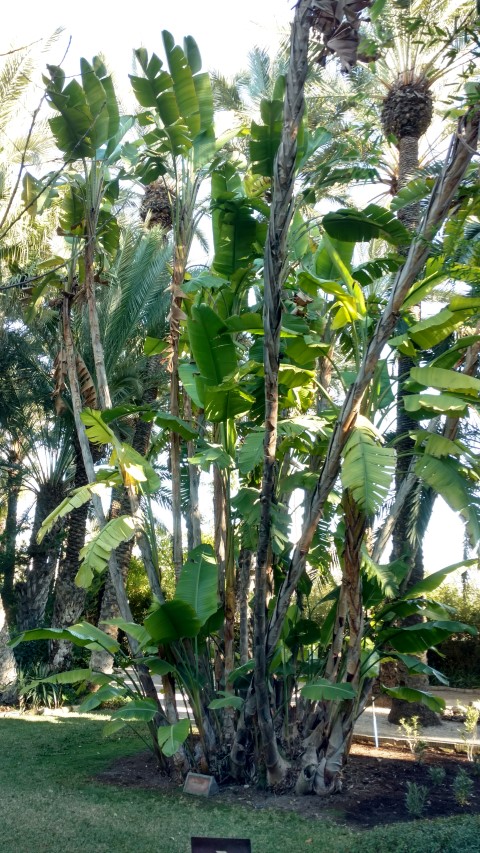 Picture of Strelitzia augus  