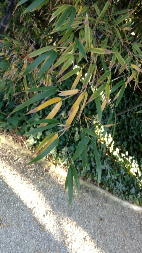 Picture of Fatsia japonica  