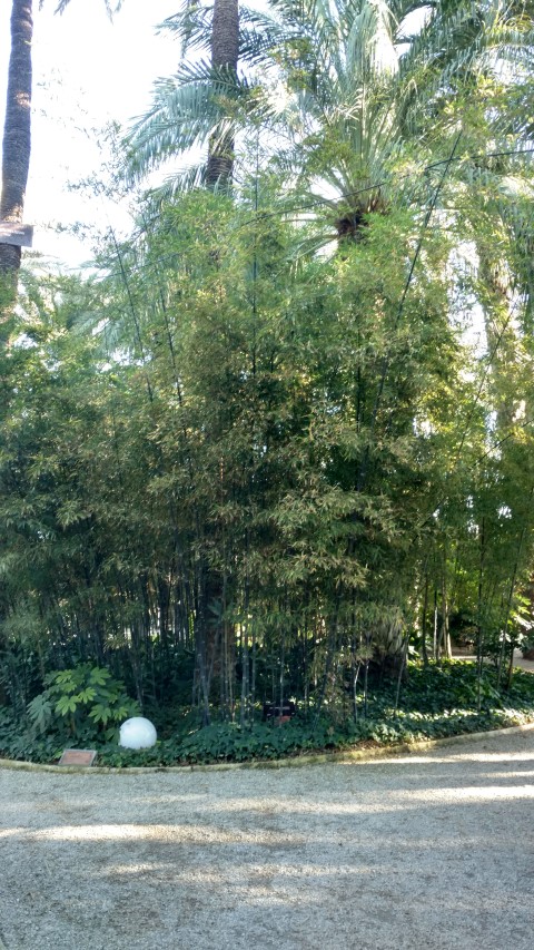 Picture of Fatsia japonica  