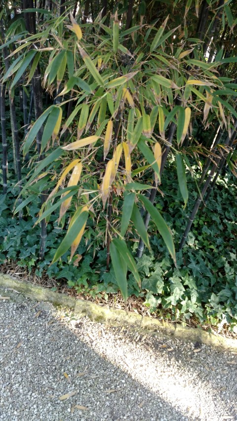 Picture of Fatsia japonica  