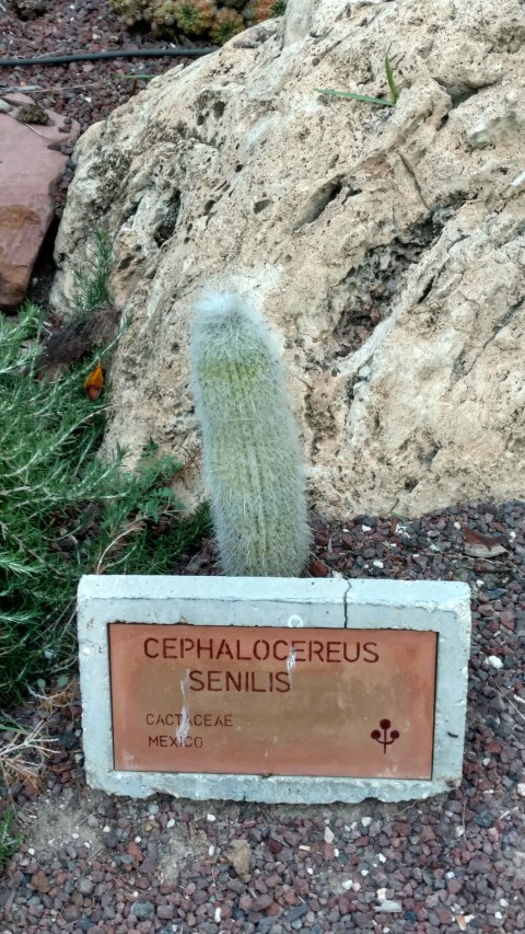 Picture of Cephaloceris senilis