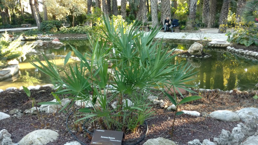 Picture of Serenoa repens  