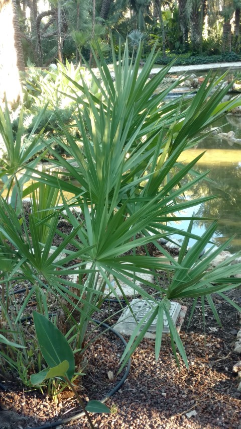 Picture of Serenoa repens  