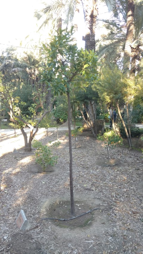 Picture of Citrus aurantium  