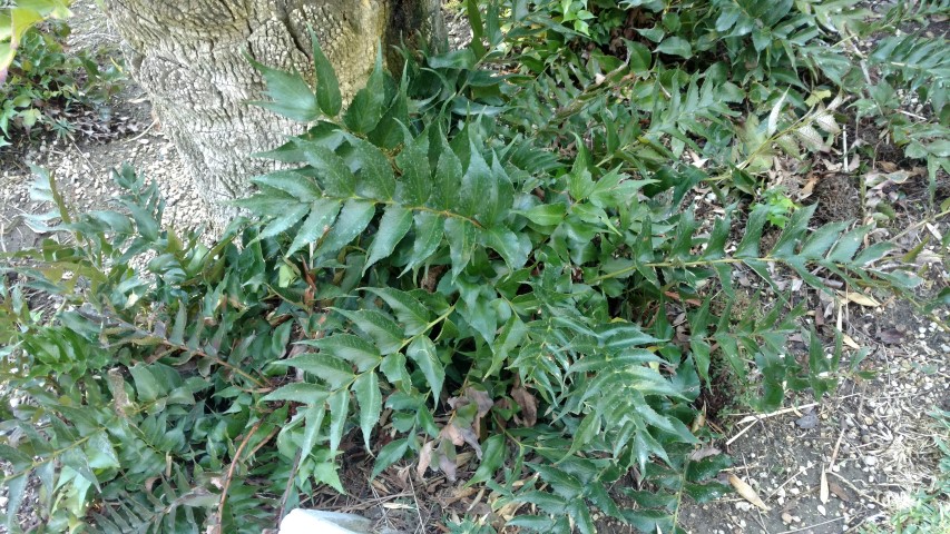 Picture of Cryrtomium falcatum  