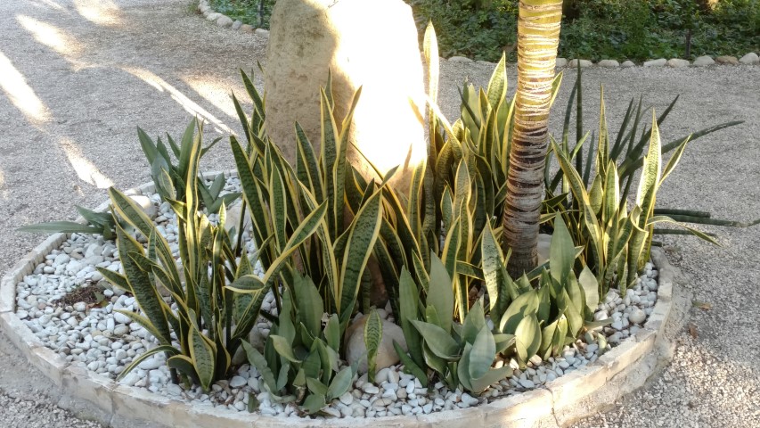 Picture of Sansevieria trifasciata  Mother In Laws Tongue, Snake Plant