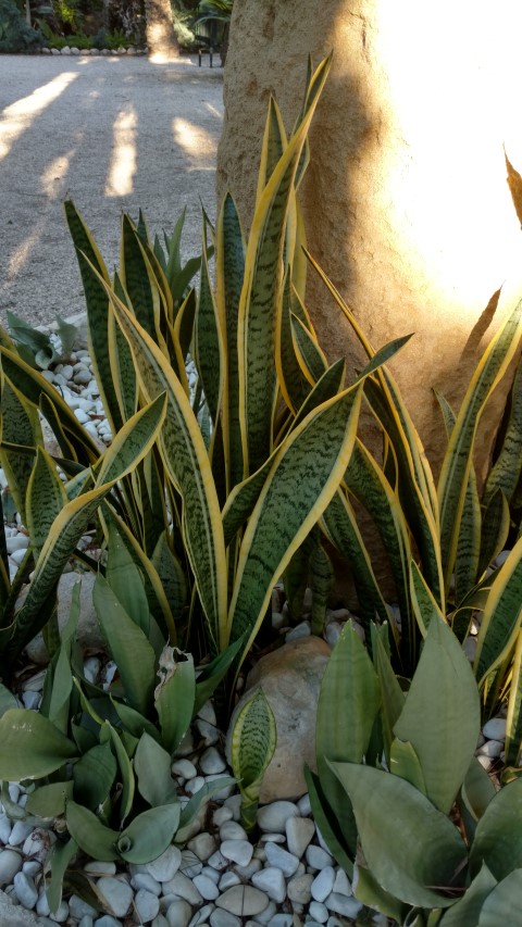 Picture of Sansevieria trifasciata  Mother In Laws Tongue, Snake Plant
