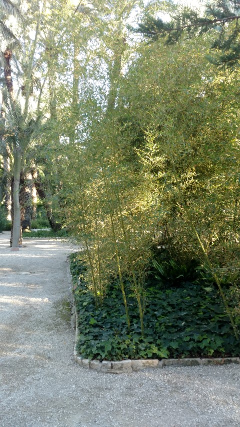Picture of Phyllostachys aurea  bamboo