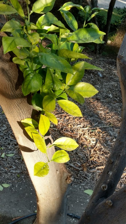 Picture of Citrus sinensis  