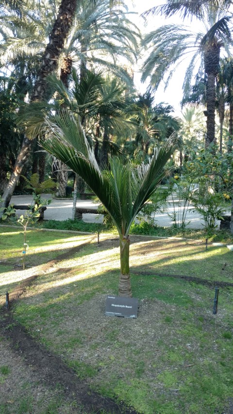 Picture of Rhopalostylis baueri  