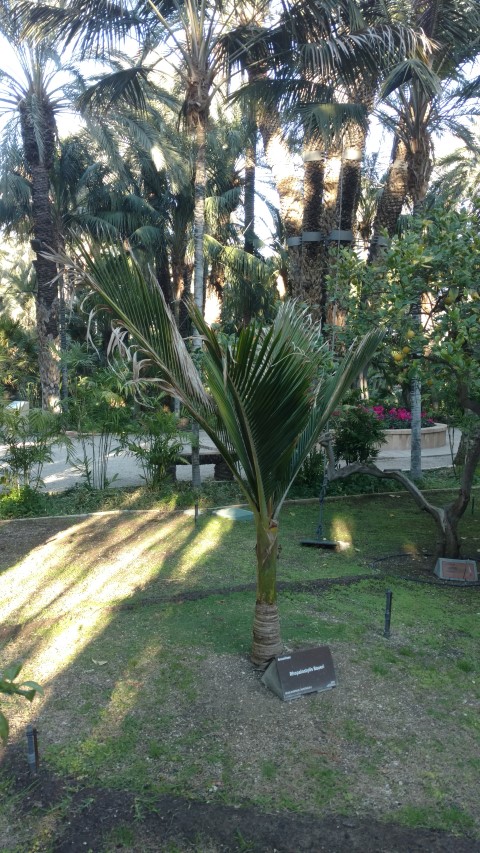 Picture of Rhopalostylis baueri  