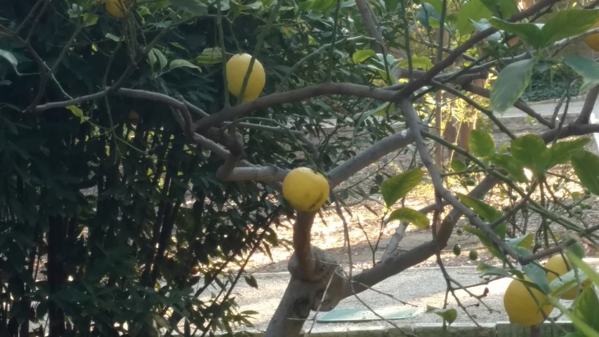 Picture of Citrus limon