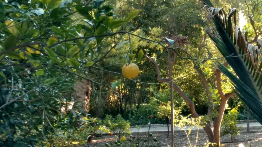 Picture of Citrus limon