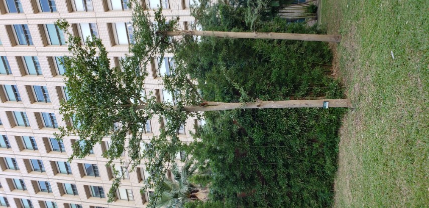 Terminalia mantaly plantplacesimage20181203_145023.jpg