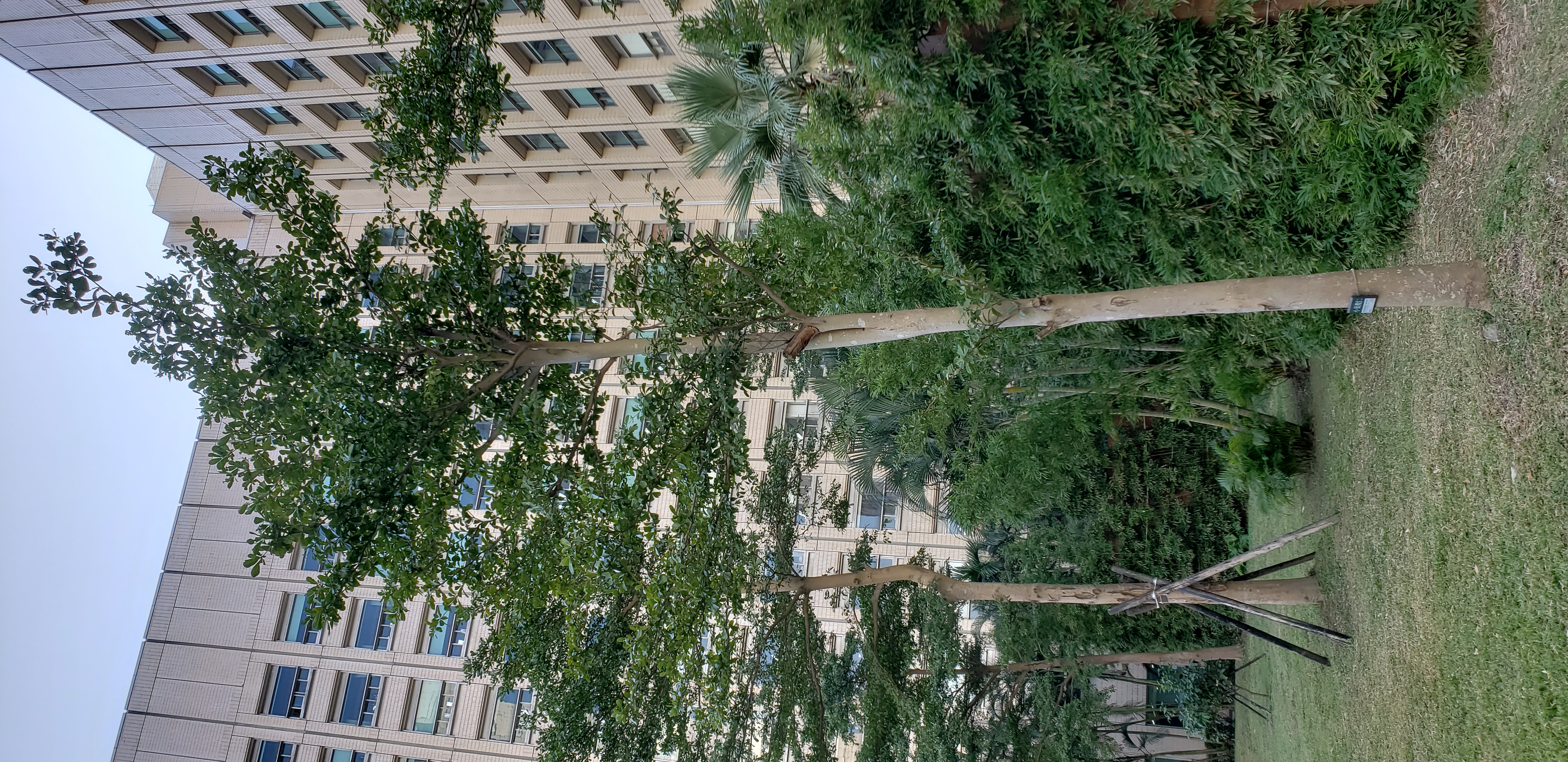 Terminalia mantaly plantplacesimage20181203_145041.jpg