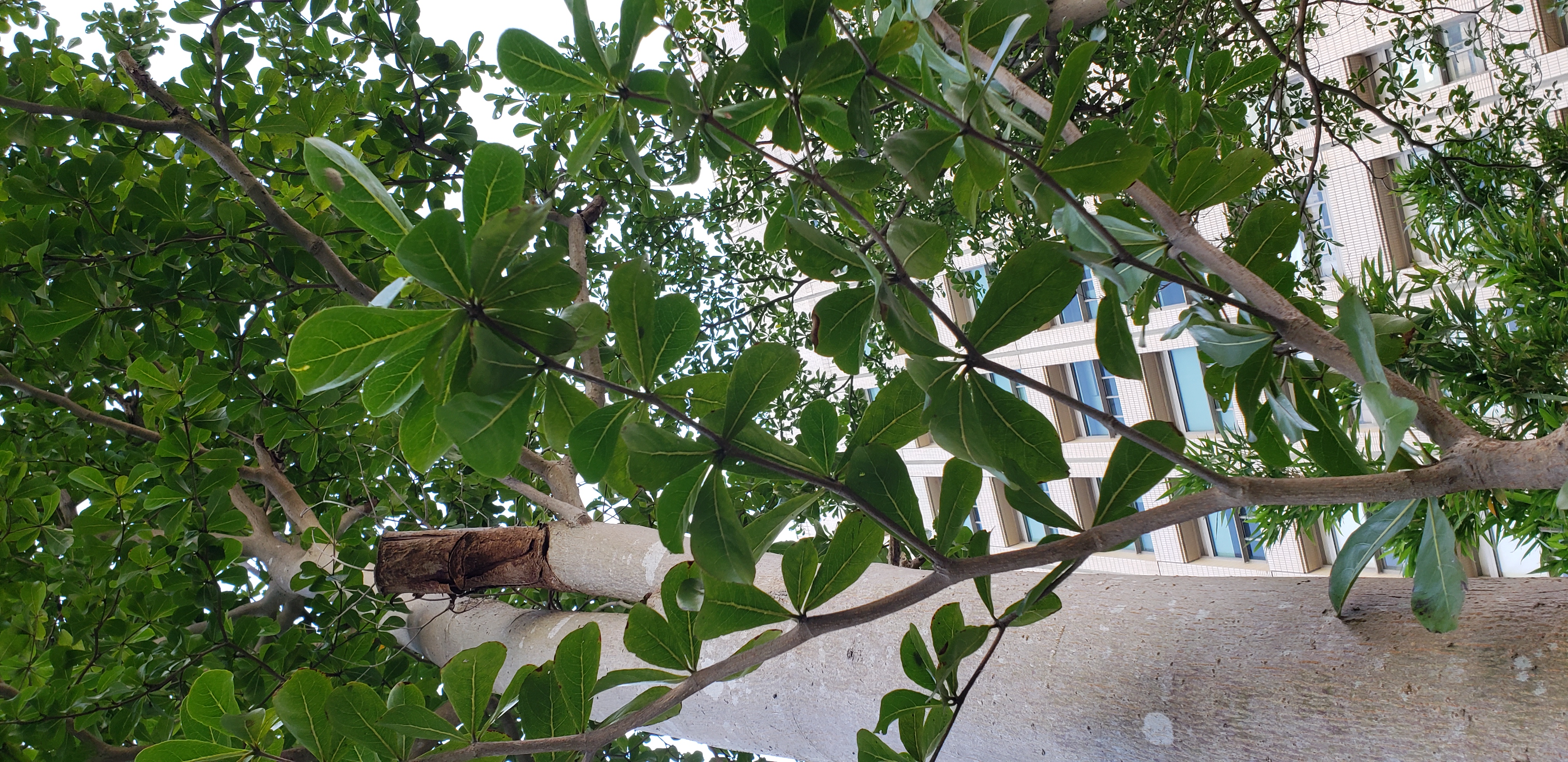 Terminalia mantaly plantplacesimage20181203_145058.jpg