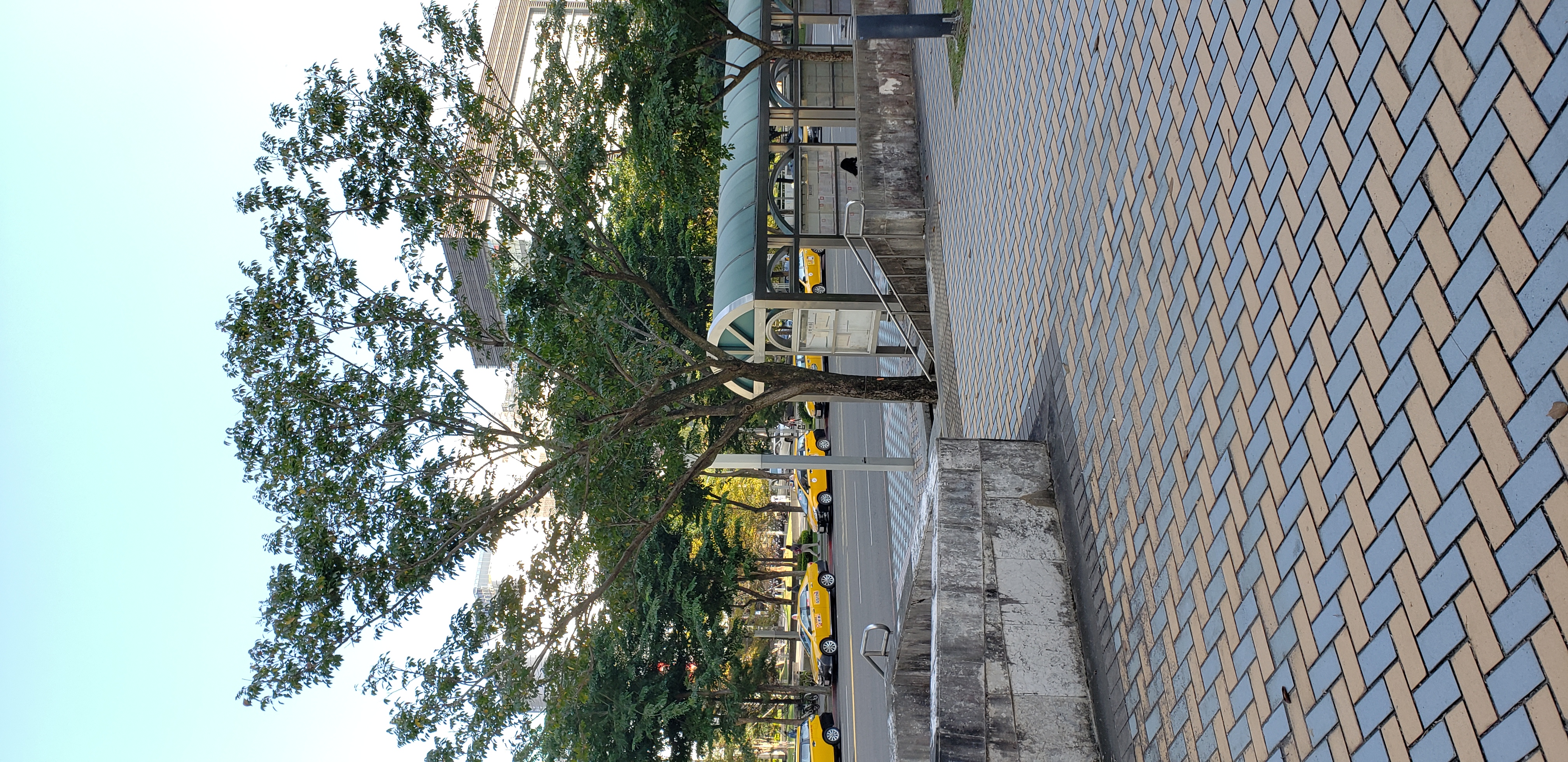 Pterocarpus indices plantplacesimage20181203_145418.jpg