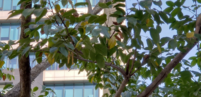 Pterocarpus indices plantplacesimage20181203_145510.jpg