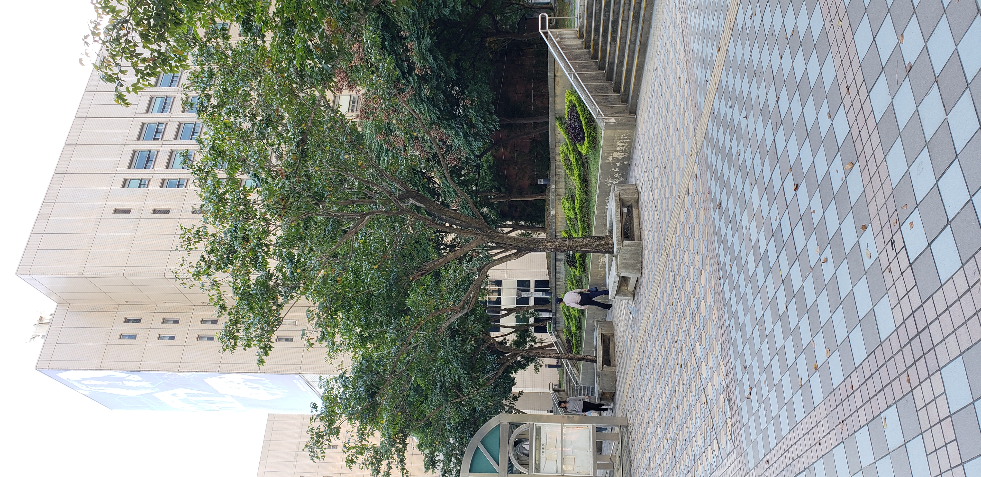 Pterocarpus indices plantplacesimage20181203_145617.jpg