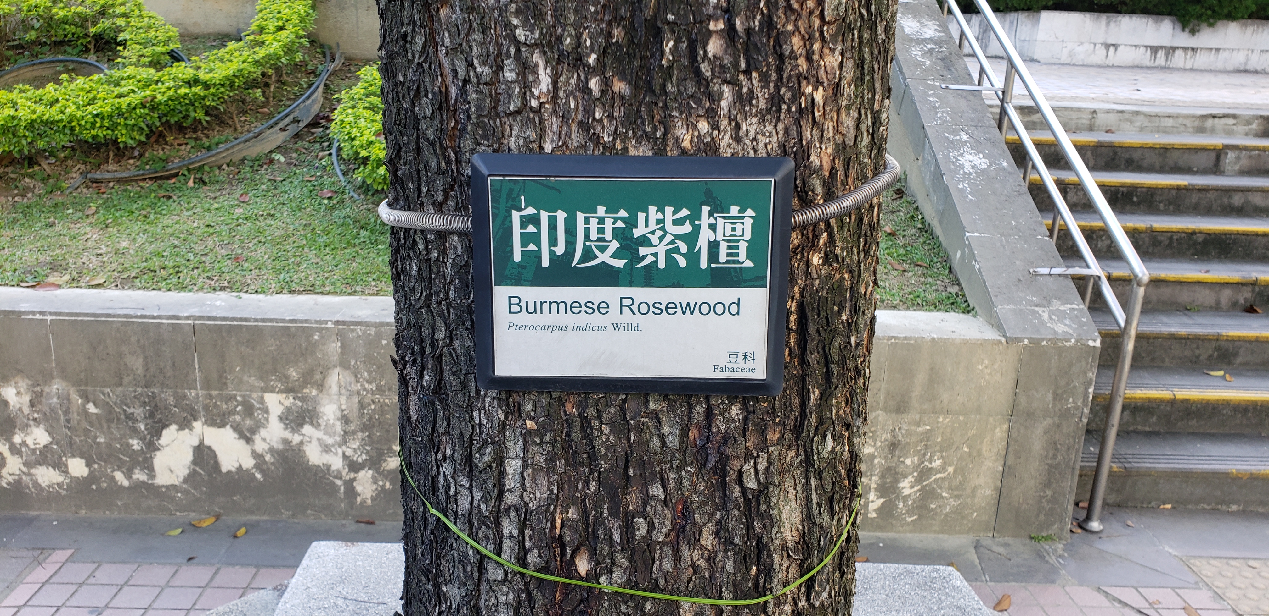 Pterocarpus indices plantplacesimage20181203_145638.jpg