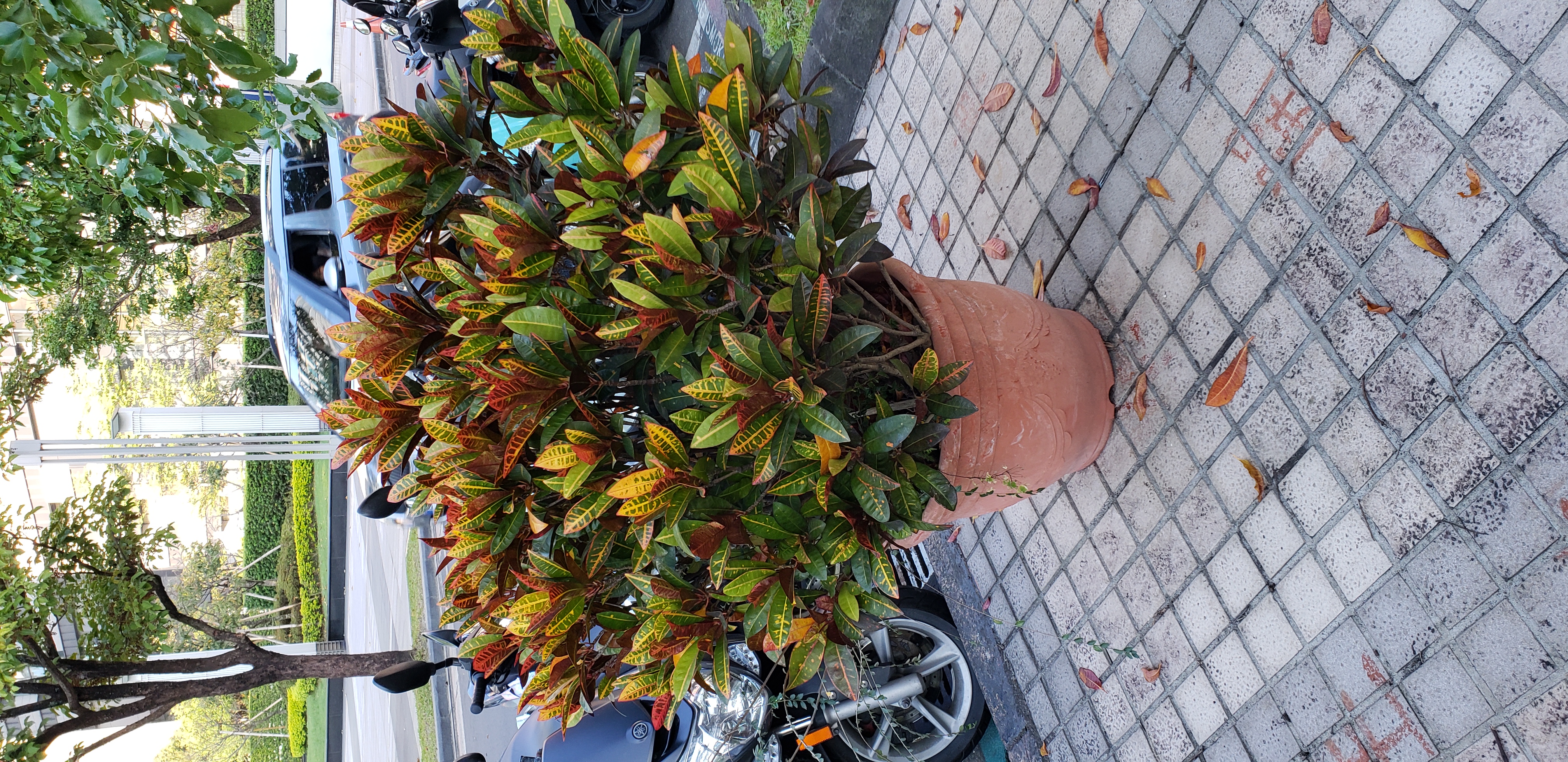 Codiaeum variegatum plantplacesimage20181203_153601.jpg
