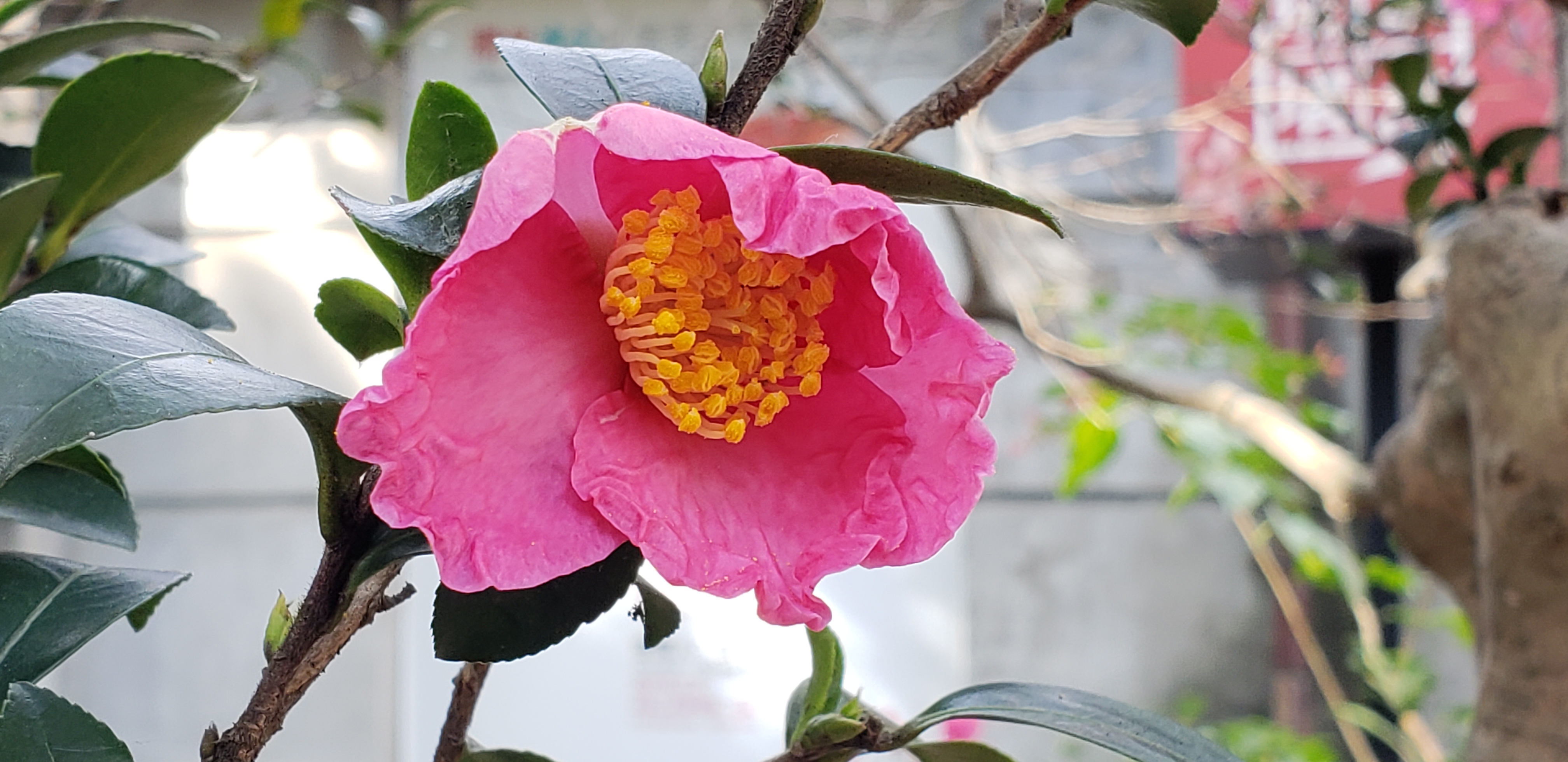 Camellia japonica plantplacesimage20181204_100512.jpg