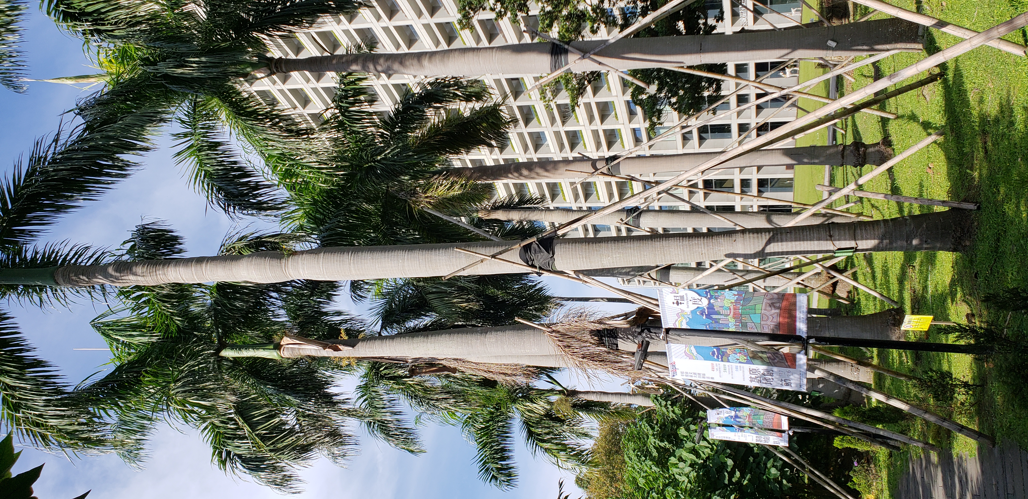 Roystonea regia plantplacesimage20181204_102001.jpg