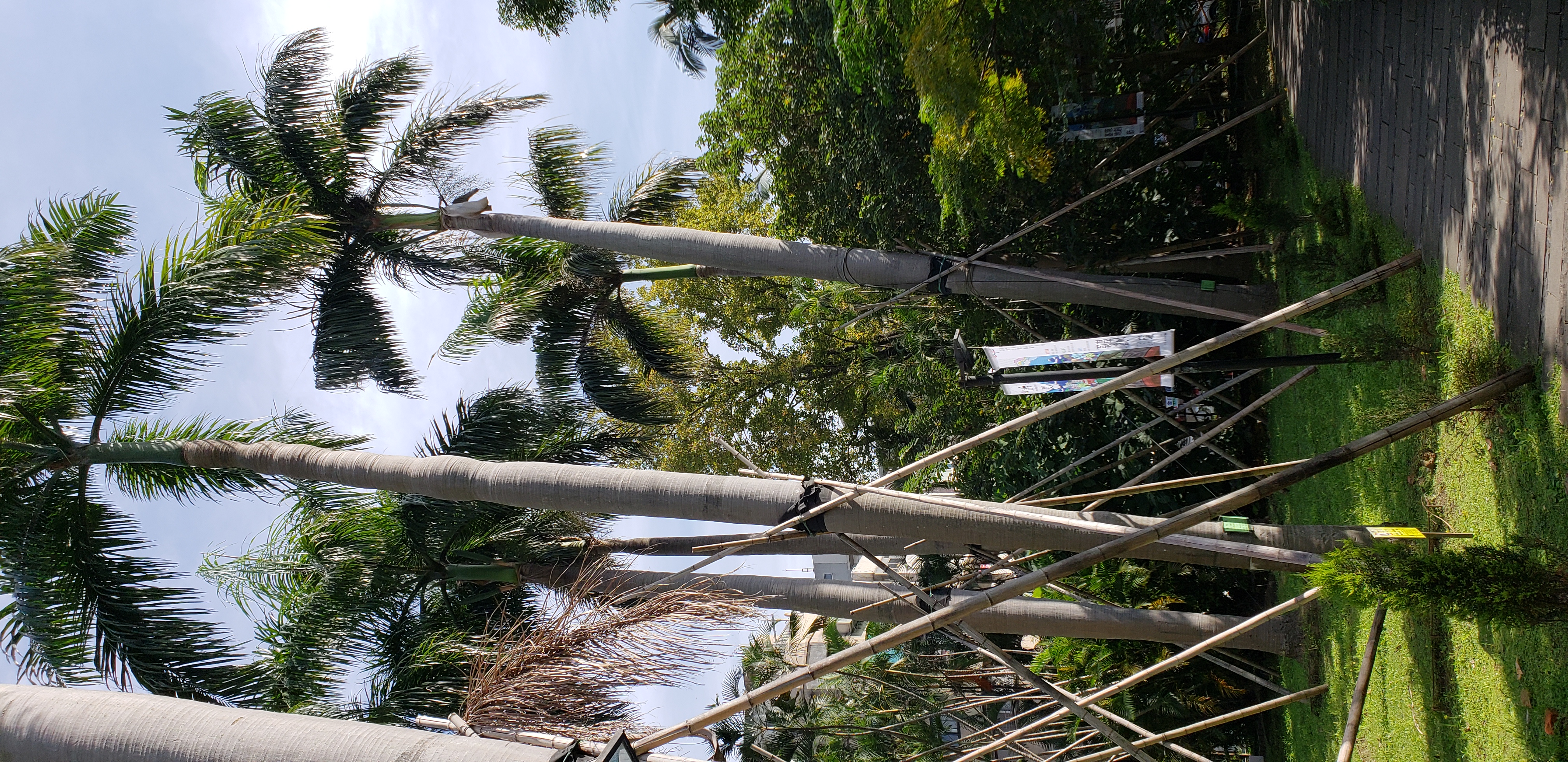 Roystonea regia plantplacesimage20181204_102052.jpg