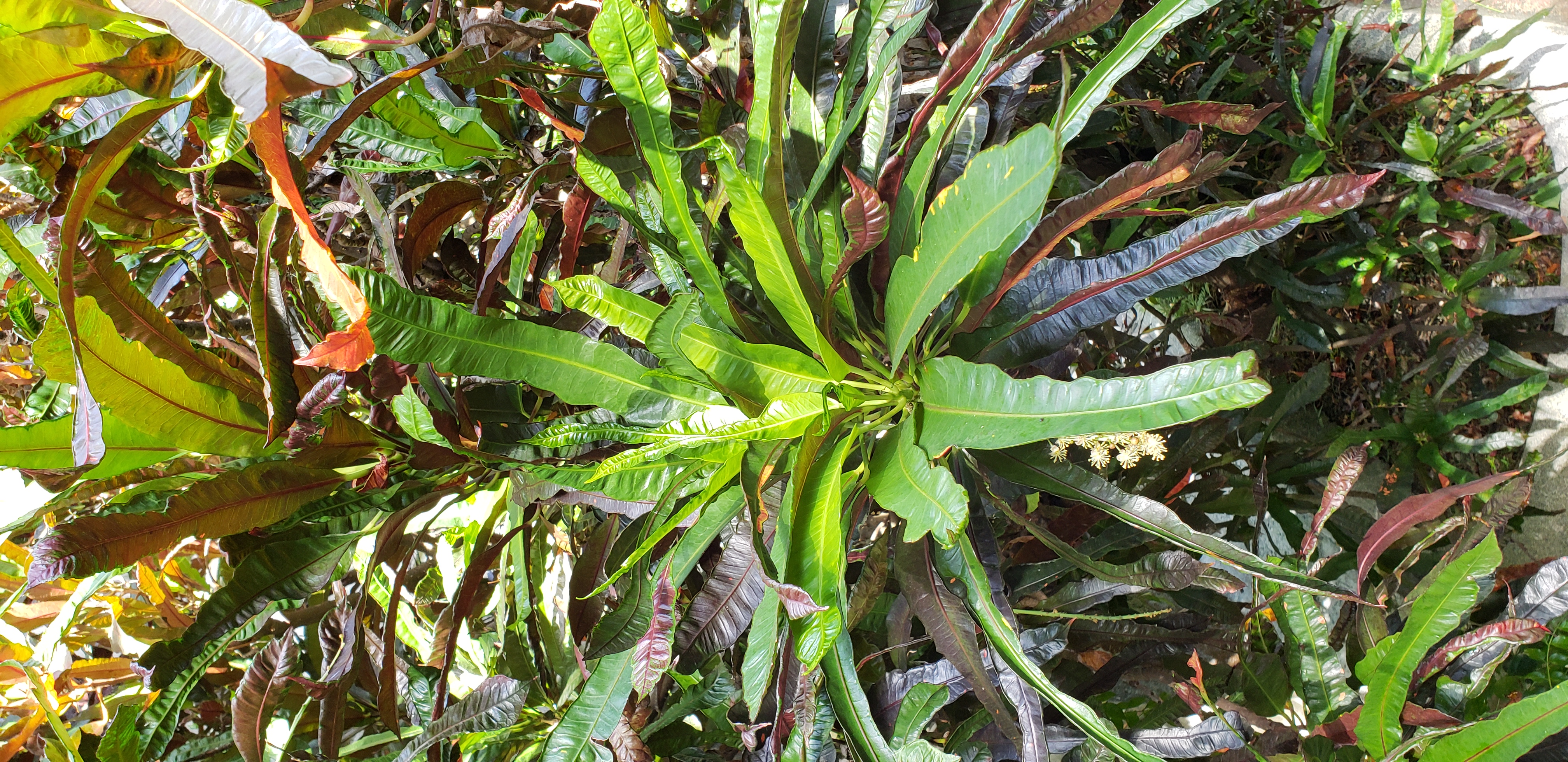 Codiaeum variegatum plantplacesimage20181204_103756.jpg