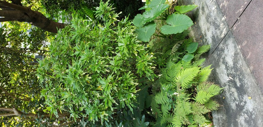 Codiaeum variegatum plantplacesimage20181204_103913.jpg