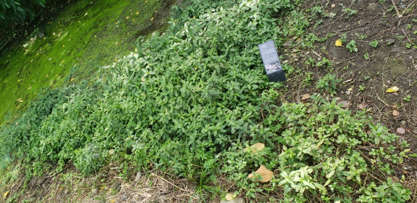 Hygrophyla acanthaceae plantplacesimage20181204_113906.jpg