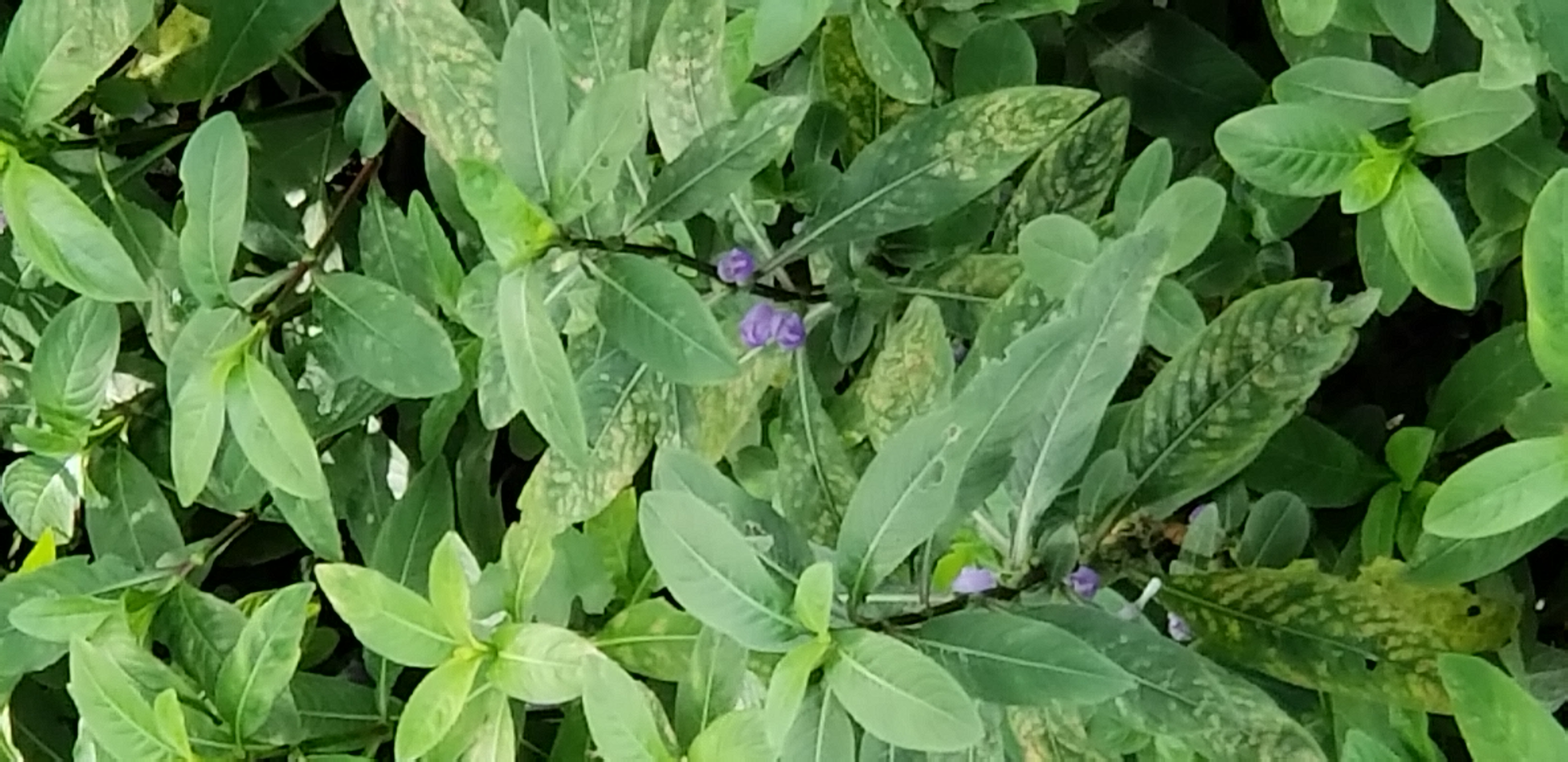 Hygrophyla acanthaceae plantplacesimage20181204_113915.jpg