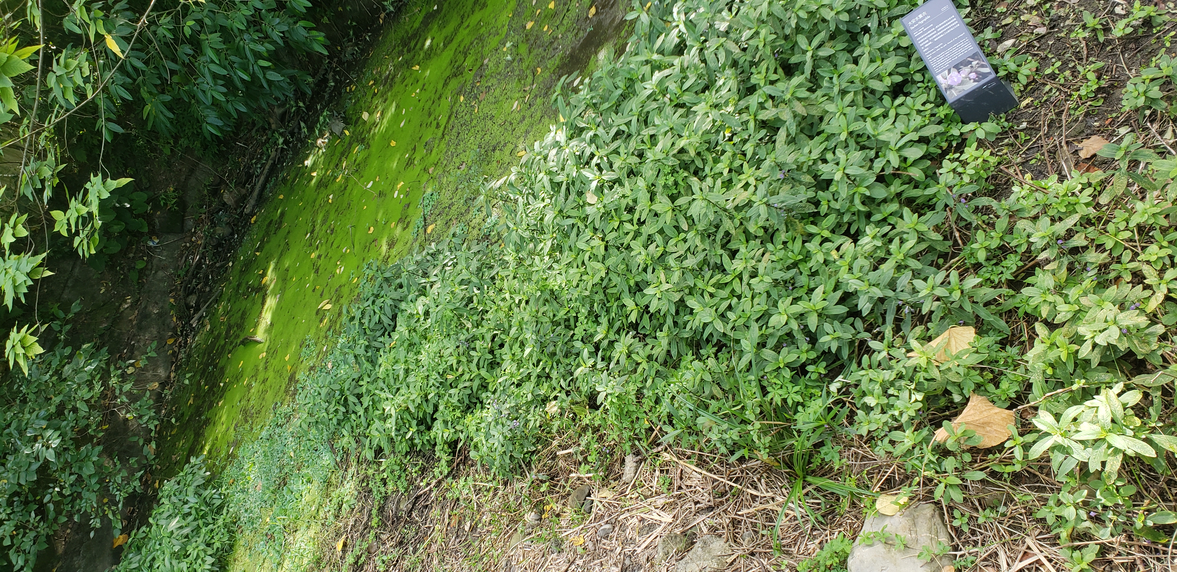 Hygrophyla acanthaceae plantplacesimage20181204_113927.jpg