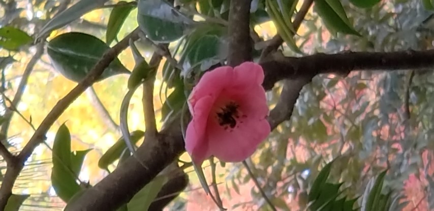 Camellia japonica plantplacesimage20181207_092530.jpg