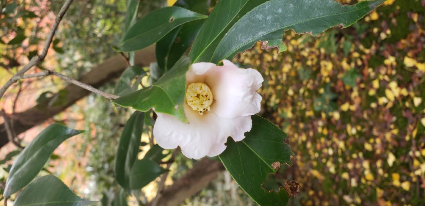 Camellia japonica plantplacesimage20181207_093115.jpg